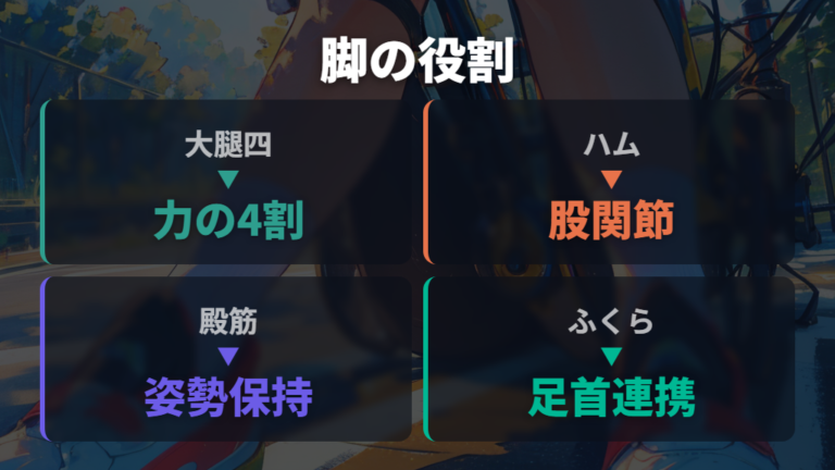 太もも・お尻・ふくらはぎの働きを比べる